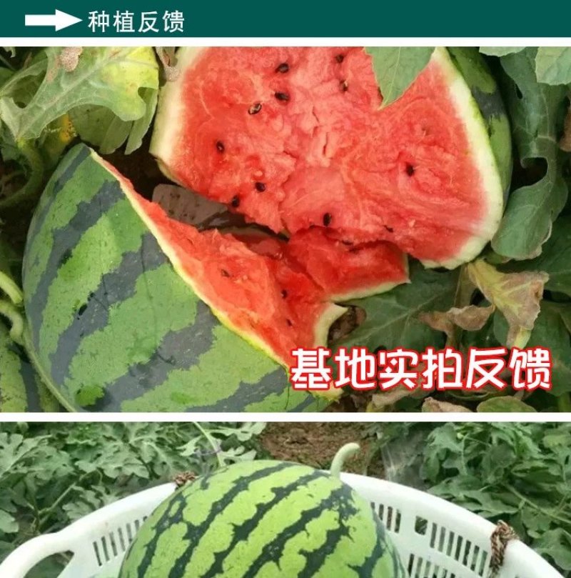 东北大西瓜种子种旺和欣巨型地雷麒麟早熟圆抗重茬大红瓤高糖