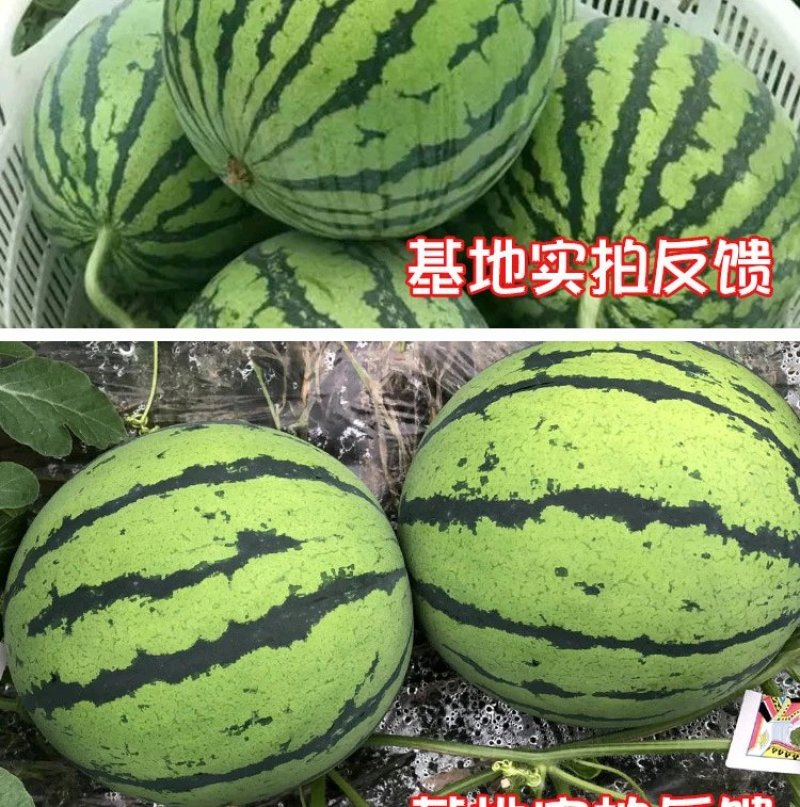东北大西瓜种子种旺和欣巨型地雷麒麟早熟圆抗重茬大红瓤高糖