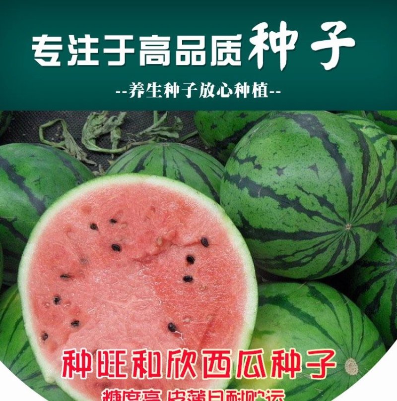 东北大西瓜种子种旺和欣巨型地雷麒麟早熟圆抗重茬大红瓤高糖