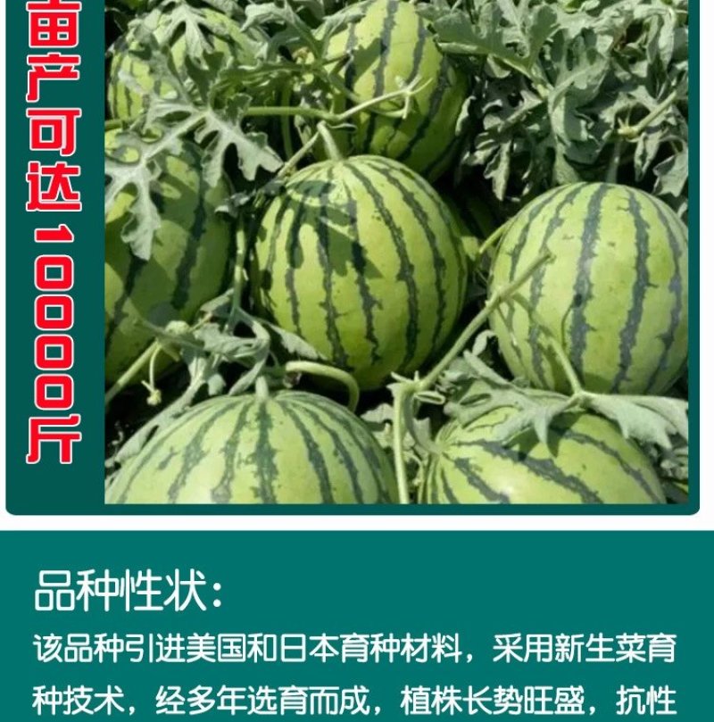 东北大西瓜种子种旺和欣巨型地雷麒麟早熟圆抗重茬大红瓤高糖