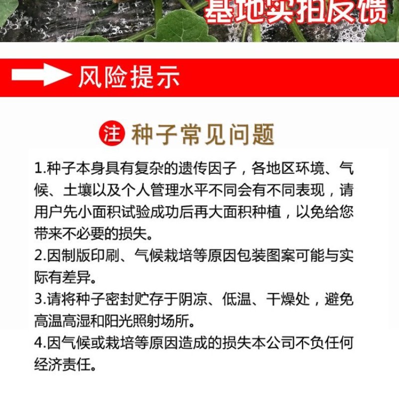 东北大西瓜种子种旺和欣巨型地雷麒麟早熟圆抗重茬大红瓤高糖