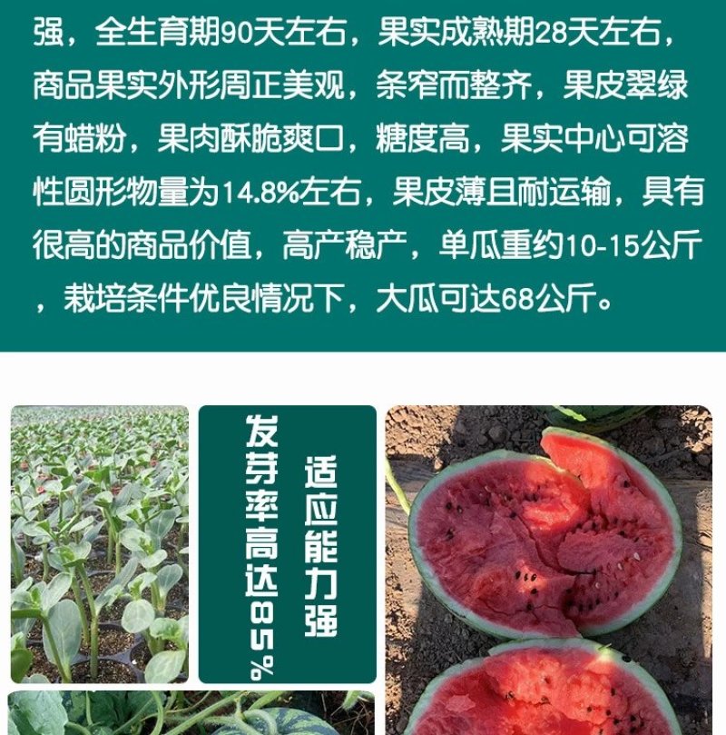 东北大西瓜种子种旺和欣巨型地雷麒麟早熟圆抗重茬大红瓤高糖