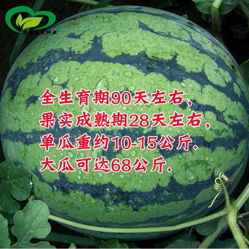 东北大西瓜种子种旺和欣巨型地雷麒麟早熟圆抗重茬大红瓤高糖
