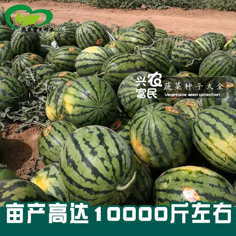 东北大西瓜种子种旺和欣巨型地雷麒麟早熟圆抗重茬大红瓤高糖