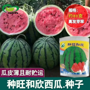 东北大西瓜种子种旺和欣巨型地雷麒麟早熟圆抗重茬大红瓤高糖
