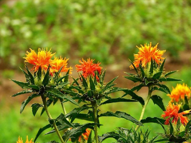红花种子特级藏红花种籽纯正新疆无刺红花种孑春四季种植