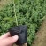 吉塞拉矮化占木兰丁2号占木苗吉塞拉矮化樱桃占木