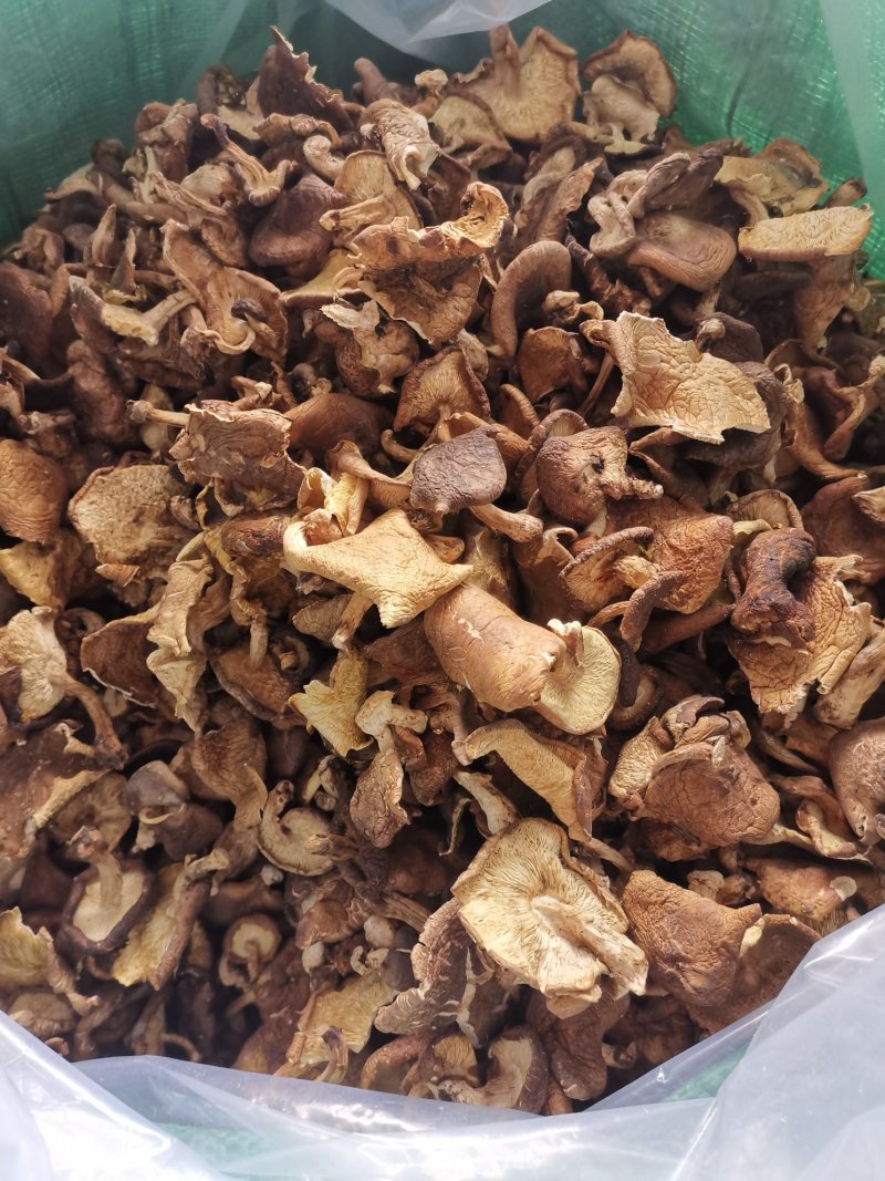 椴木香菌香菇，蘑菇