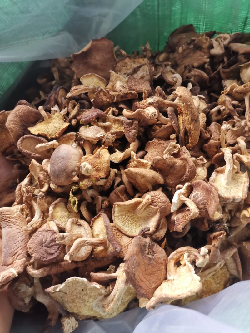 椴木香菌香菇，蘑菇