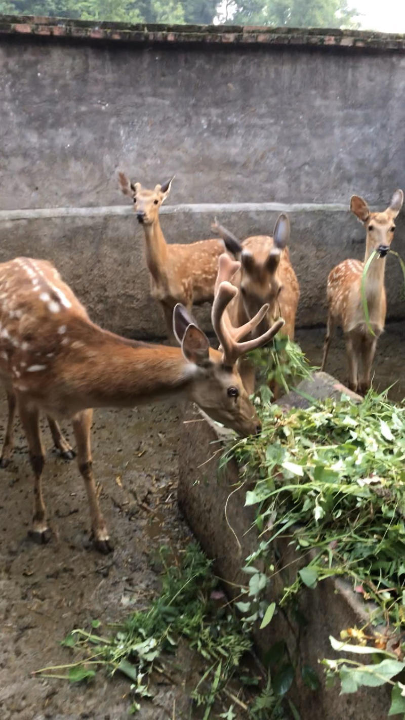 【鹿场直销】血茸含血充足野草饲养零添加精品鹿茸