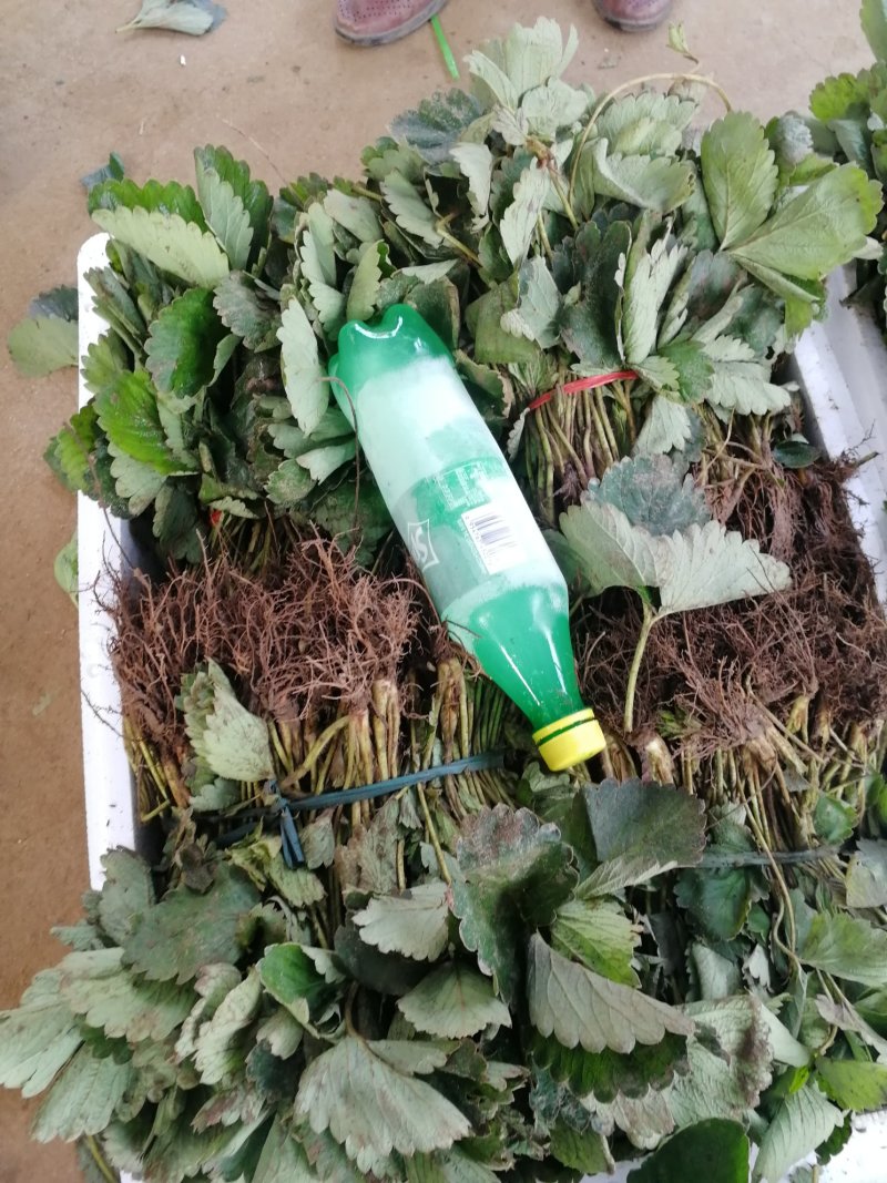 脱毒草莓苗繁育基地章姬草莓苗现挖现发确保品种根系发达