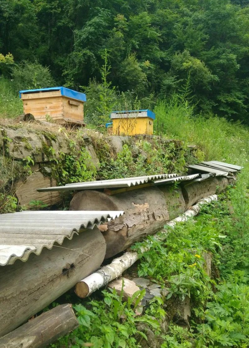 【假一赔十】农家土蜂蜜，深山老林养殖，大量供应中