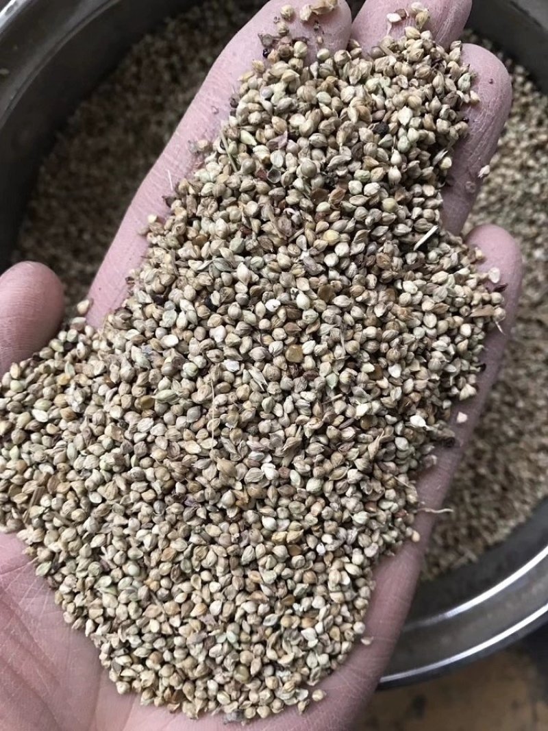 小米草种籽养殖专用水草种子雀叶稗鱼虾蟹牧草种子高产耐水淹