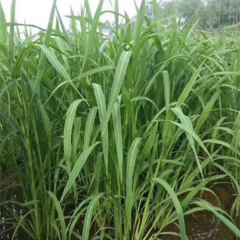 小米草种籽养殖专用水草种子雀叶稗鱼虾蟹牧草种子高产耐水淹