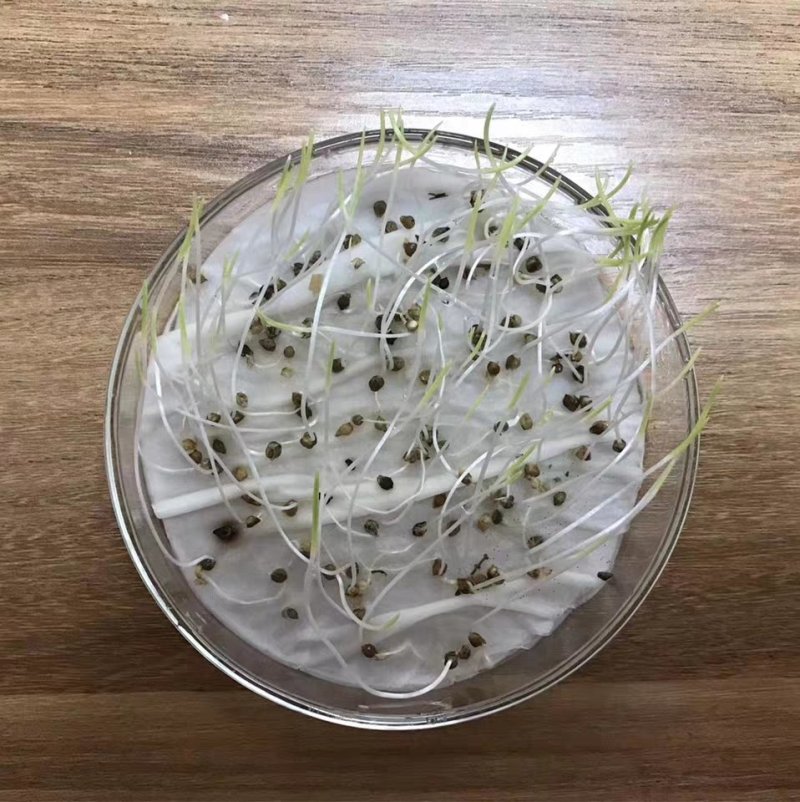 小米草种籽养殖专用水草种子雀叶稗鱼虾蟹牧草种子高产耐水淹