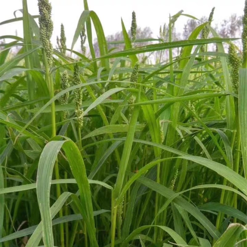 小米草种籽养殖专用水草种子雀叶稗鱼虾蟹牧草种子高产耐水淹