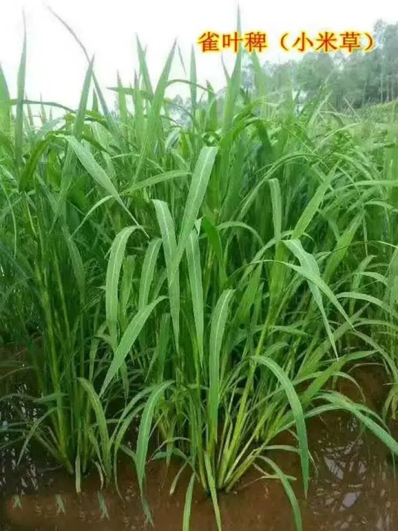 小米草种籽养殖专用水草种子雀叶稗鱼虾蟹牧草种子高产耐水淹