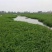 小米草种籽养殖专用水草种子雀叶稗鱼虾蟹牧草种子高产耐水淹