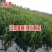小米草种籽养殖专用水草种子雀叶稗鱼虾蟹牧草种子高产耐水淹