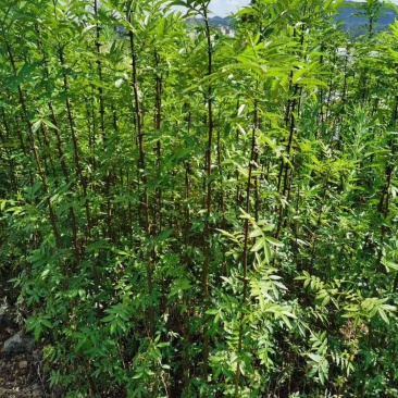 大量出售花椒苗，量大从优，批发