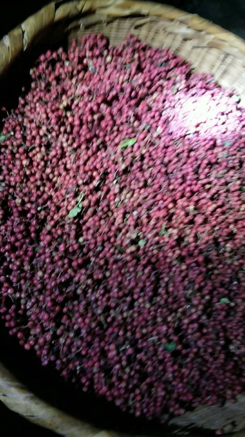 大量出售花椒苗，量大从优，批发