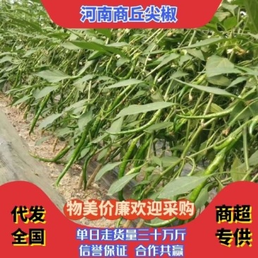 热销河南商丘薄皮线椒，产地直供，质量保证，价格优惠。