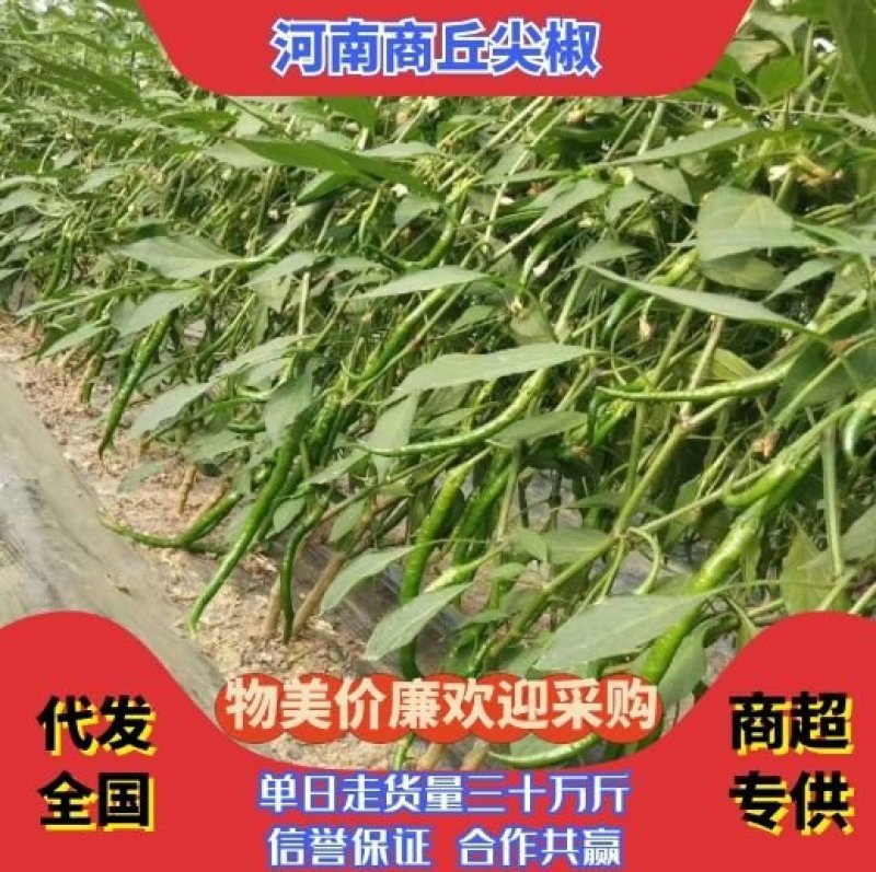 热销河南商丘薄皮线椒，产地直供，质量保证，价格优惠。