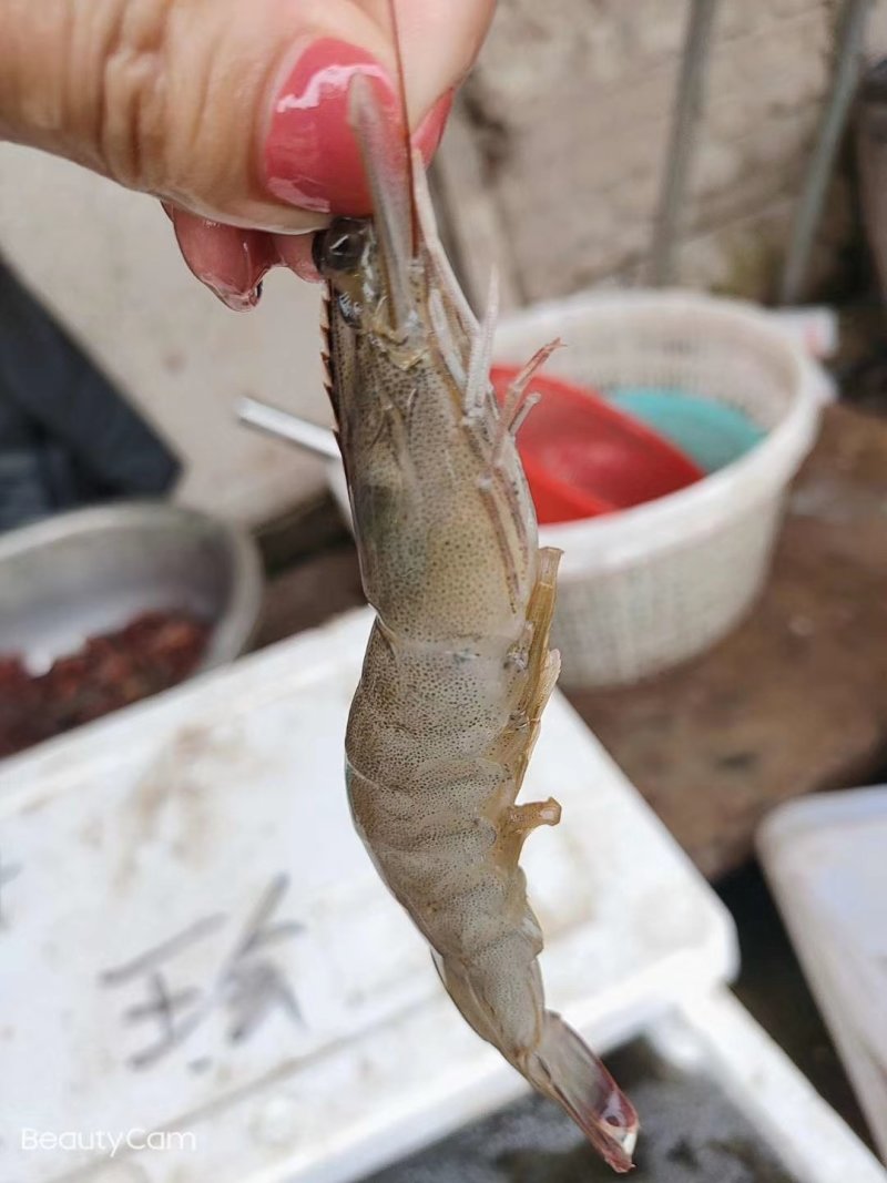 虾