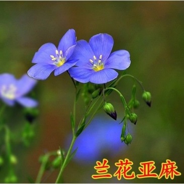 蓝花亚麻种子耐寒耐旱多年生蓿跟蓝花亚麻花新种子花卉