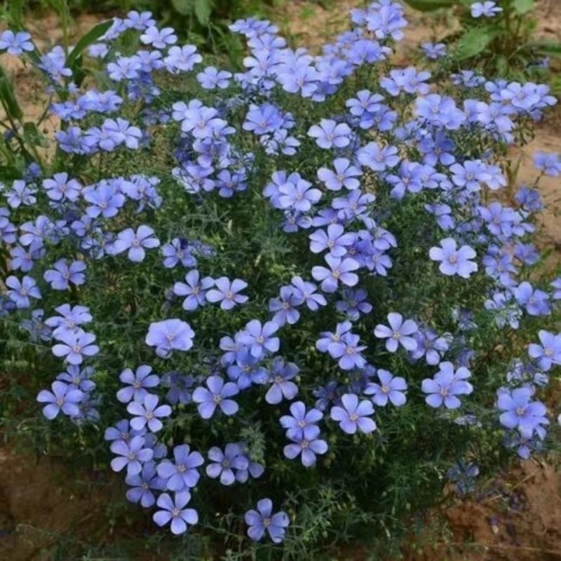 蓝花亚麻种子耐寒耐旱多年生蓿跟蓝花亚麻花新种子花卉