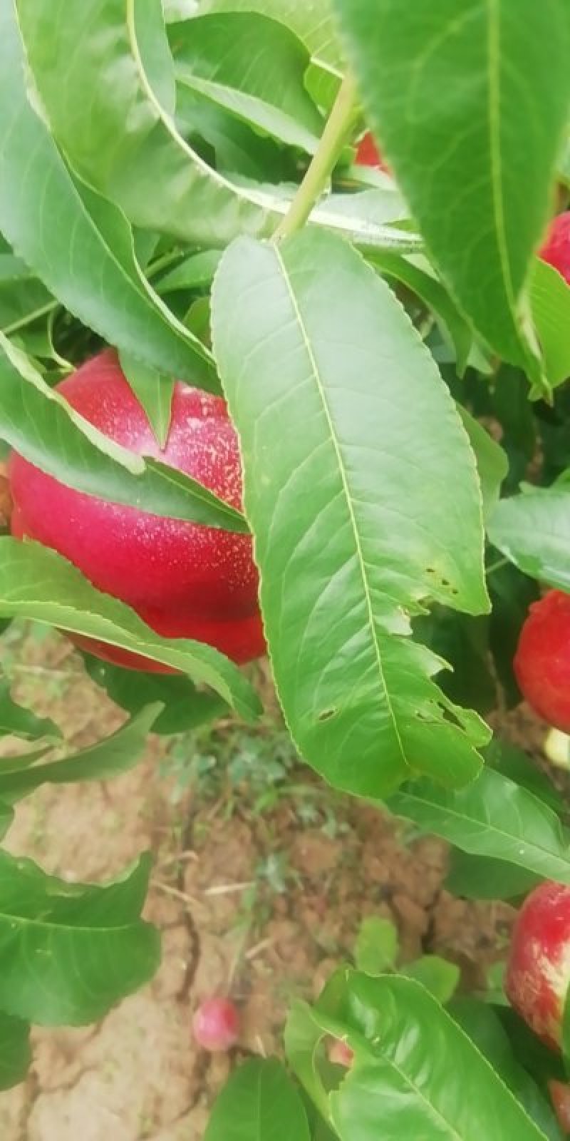 中油13，46一28油桃