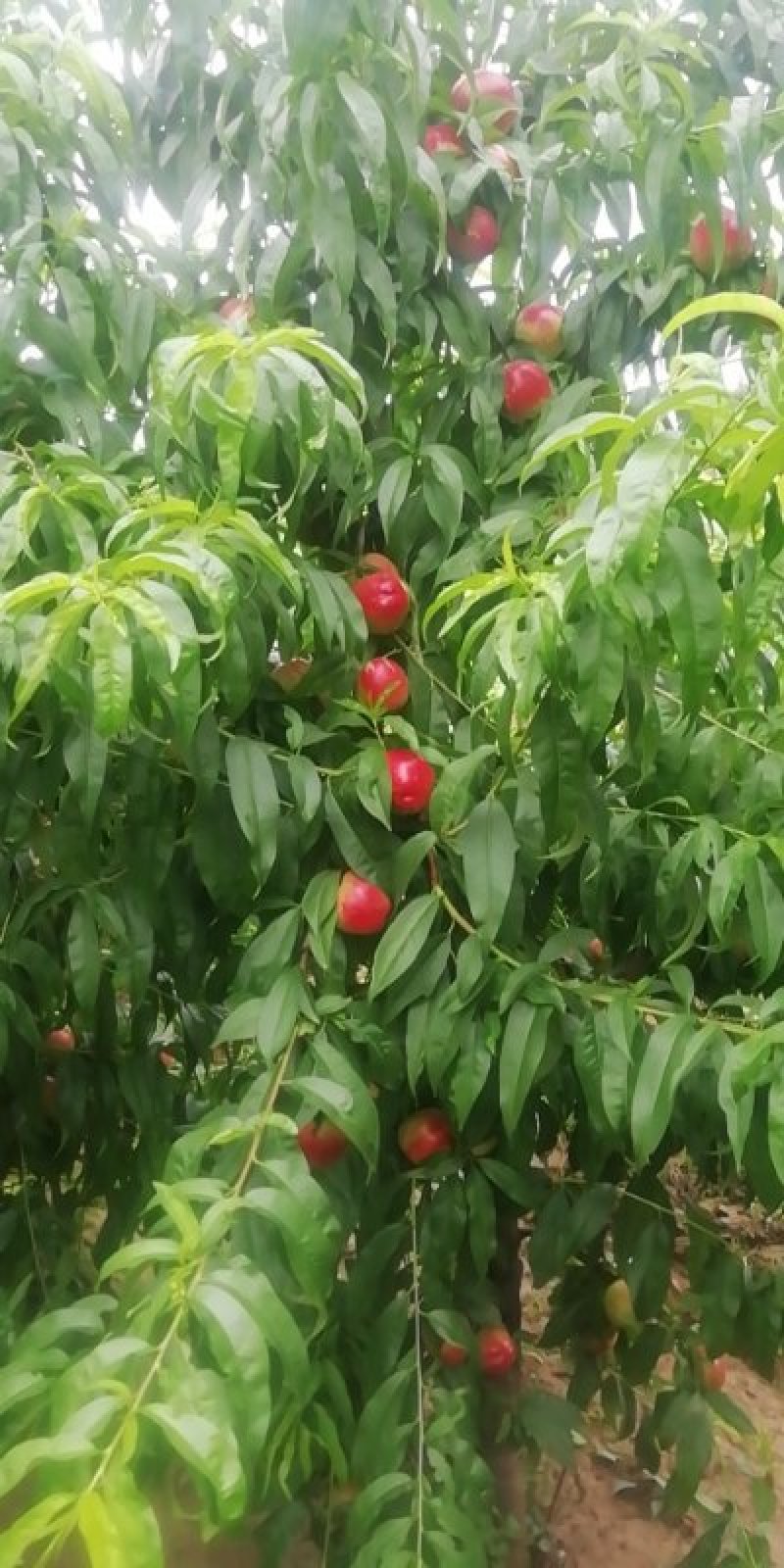 中油13，46一28油桃