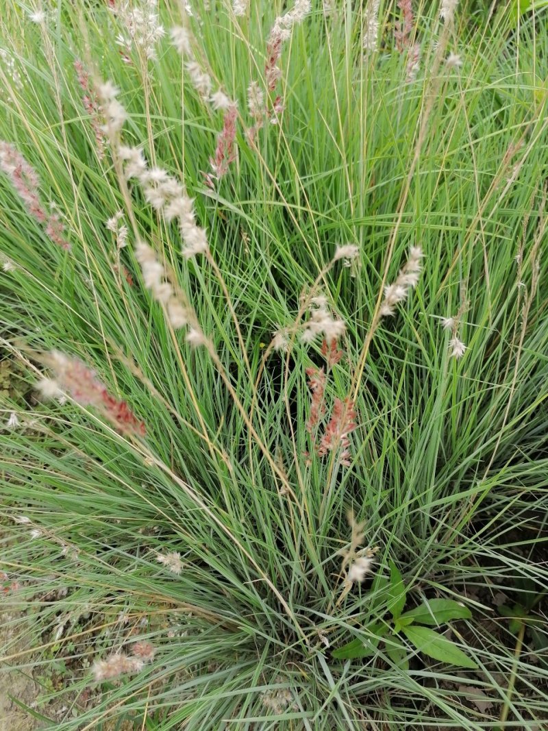 出售糖蜜草，糖蜜草小杯苗