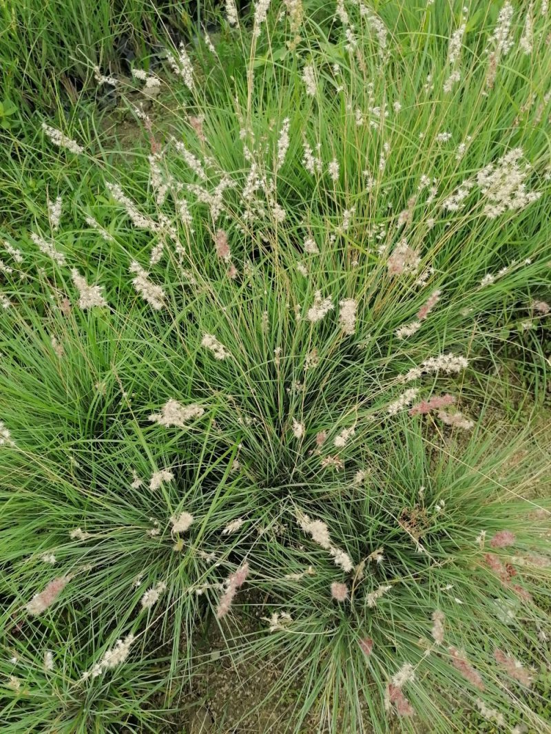 出售糖蜜草，糖蜜草小杯苗