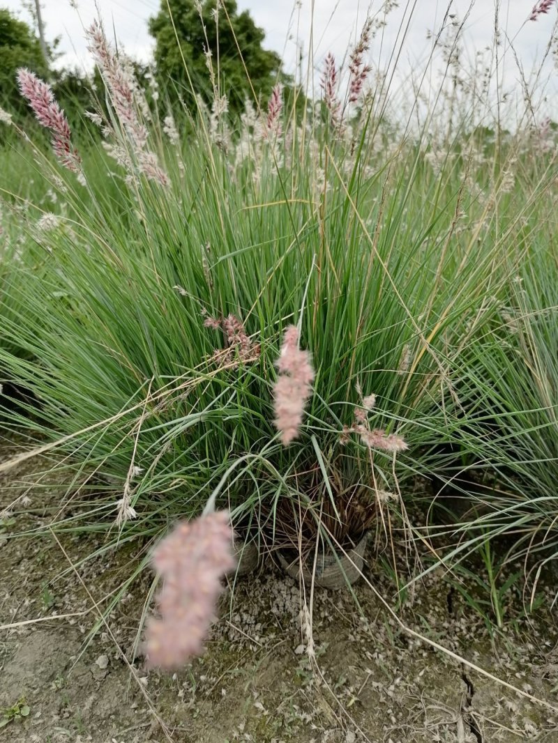 出售糖蜜草，糖蜜草小杯苗
