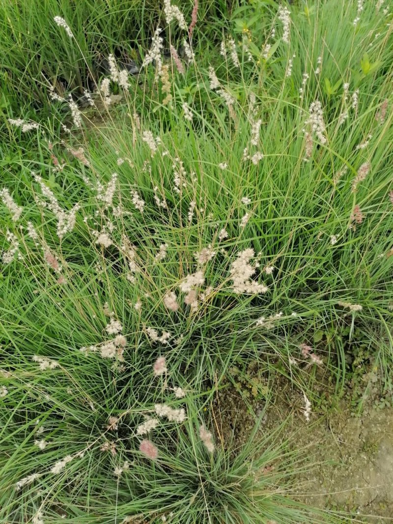 出售糖蜜草，糖蜜草小杯苗