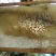 原生态蜂蜜现摇百花蜜农家土蜂蜜无添加不勾对