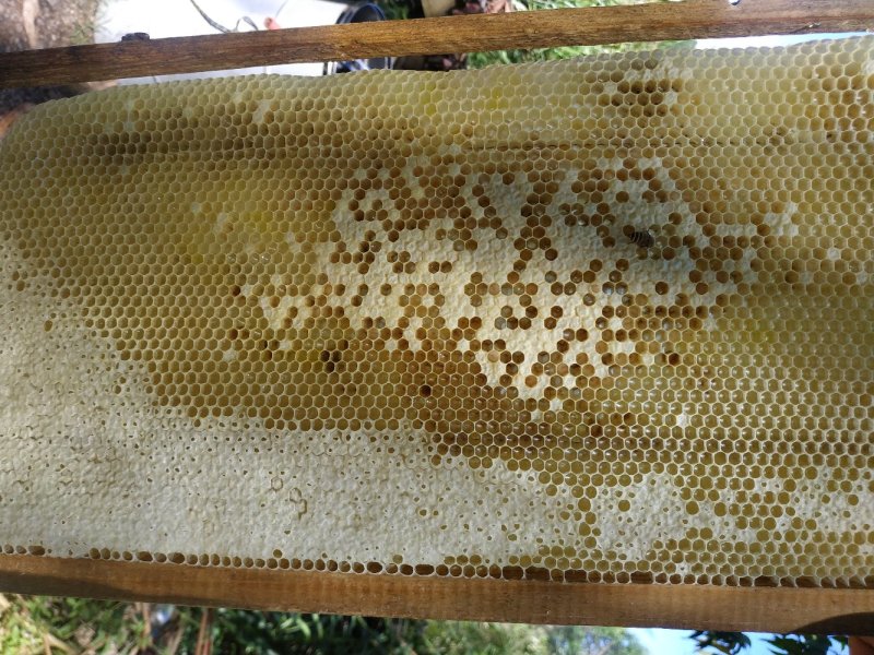 原生态蜂蜜现摇百花蜜农家土蜂蜜无添加不勾对