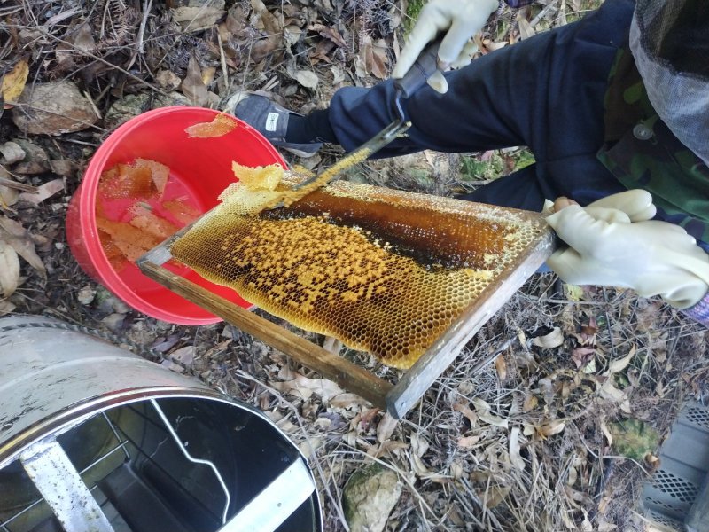 原生态蜂蜜现摇百花蜜农家土蜂蜜无添加不勾对