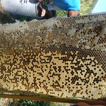 原生态蜂蜜现摇百花蜜农家土蜂蜜无添加不勾对
