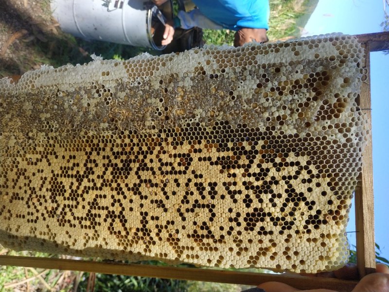 原生态蜂蜜现摇百花蜜农家土蜂蜜无添加不勾对