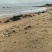 广东粤东沿海浅海鱼鲜鱿鱼
