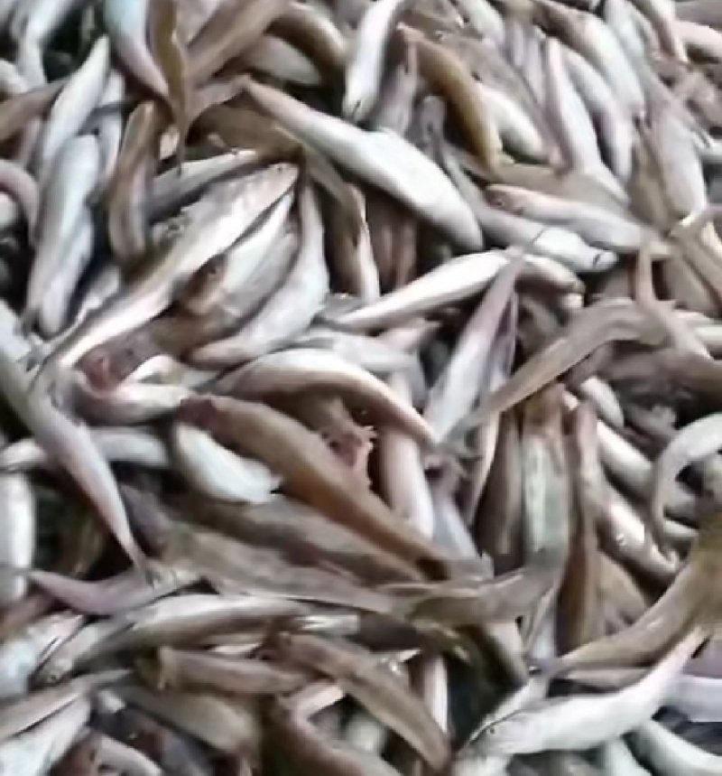 广东粤东沿海浅海鱼鲜鱿鱼