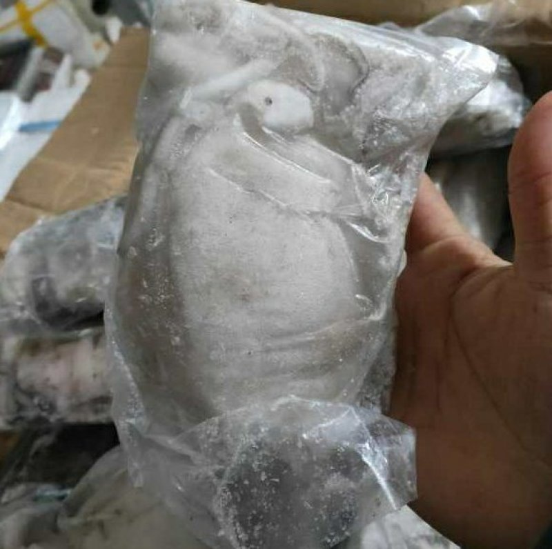 新鲜大墨鱼单冻套袋海捕超大号冷冻海鲜大乌贼目鱼墨斗
