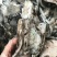 新鲜大墨鱼单冻套袋海捕超大号冷冻海鲜大乌贼目鱼墨斗
