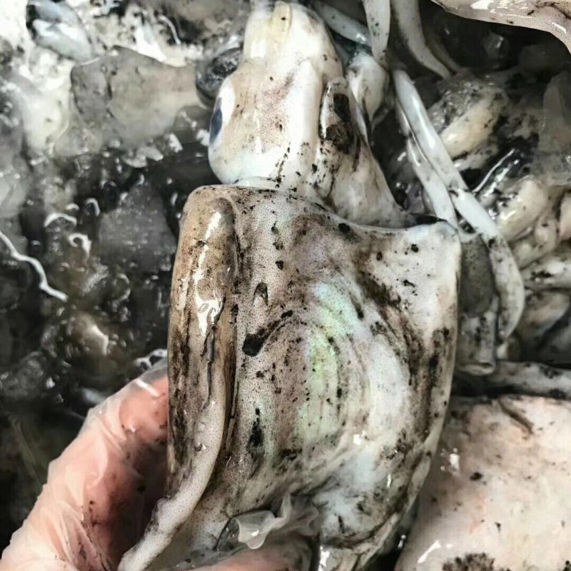 新鲜大墨鱼单冻套袋海捕超大号冷冻海鲜大乌贼目鱼墨斗