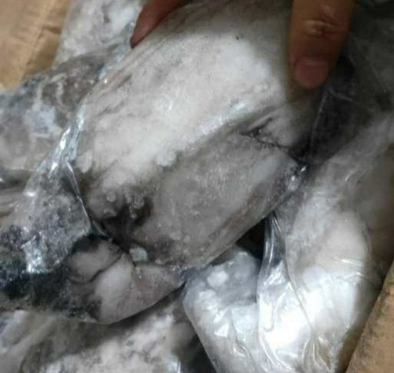 新鲜大墨鱼单冻套袋海捕超大号冷冻海鲜大乌贼目鱼墨斗