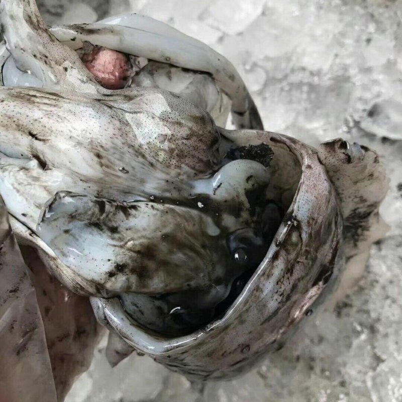 新鲜大墨鱼单冻套袋海捕超大号冷冻海鲜大乌贼目鱼墨斗