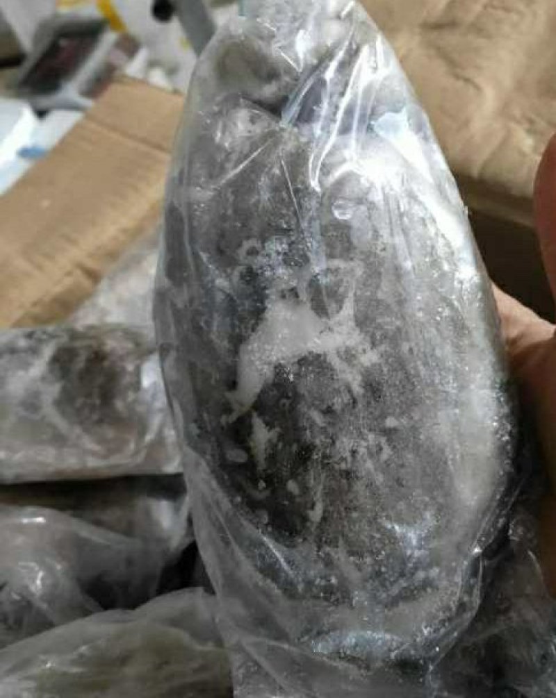 新鲜大墨鱼单冻套袋海捕超大号冷冻海鲜大乌贼目鱼墨斗