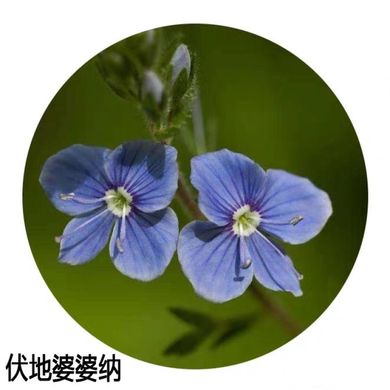 婆婆纳种子花草花籽易种家庭院室内阳台种盆栽花卉